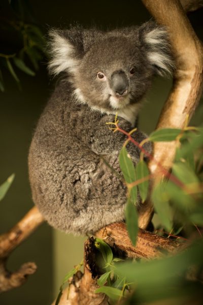 Koala en Australie sur sa branche