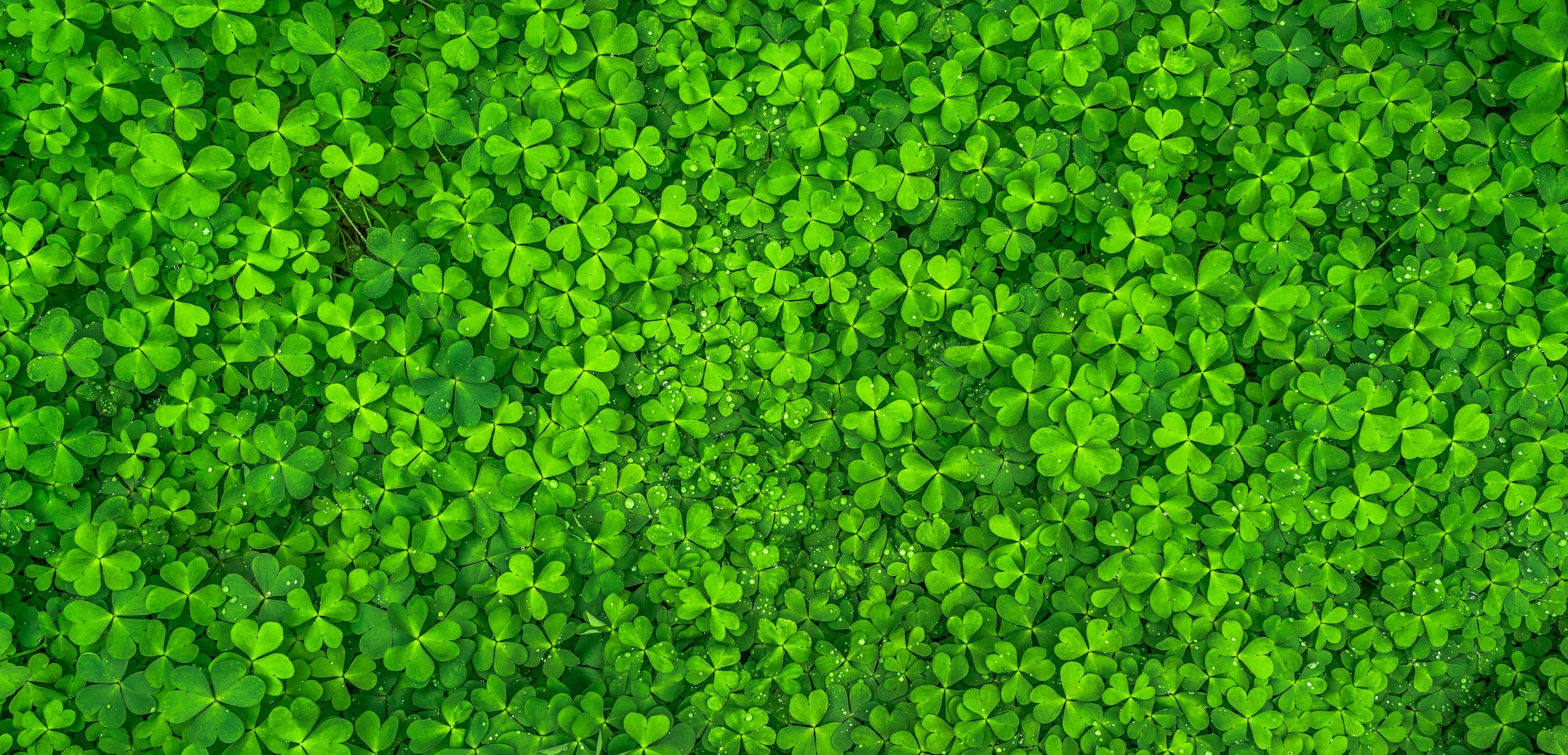 Joyeuse St Patrick ! Excellence Linguistique