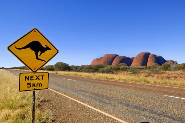 Kangourou sur la route de l'Australian Bush