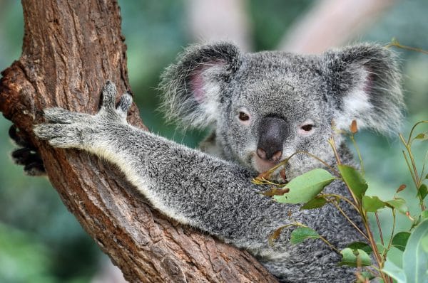 Face à face avec un Koala