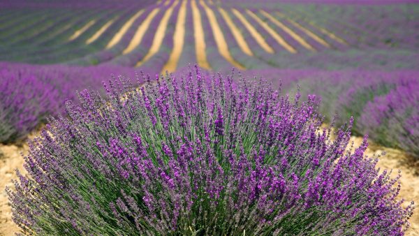 champ de lavandes, en France