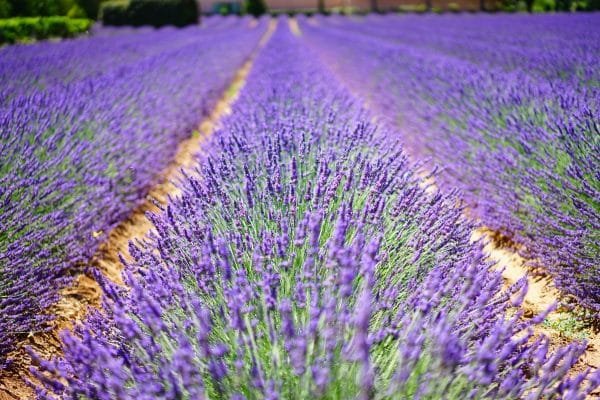 La lavande à perte de vue représente bien cette ambiance à la française