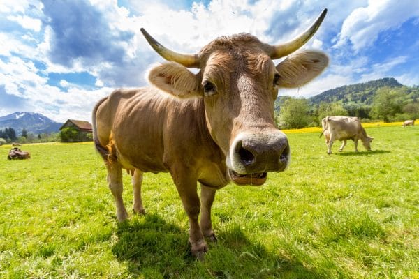 Une vache Suisse en gros plan