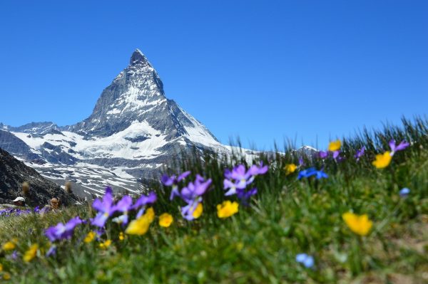 Paysage typique de la suisse avec de la verdure et la montagne