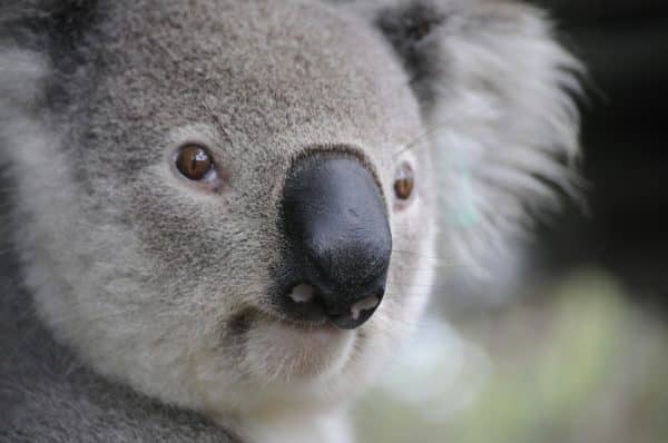 Koala, à apercevoir lors de votre séjour linguistique en Australie