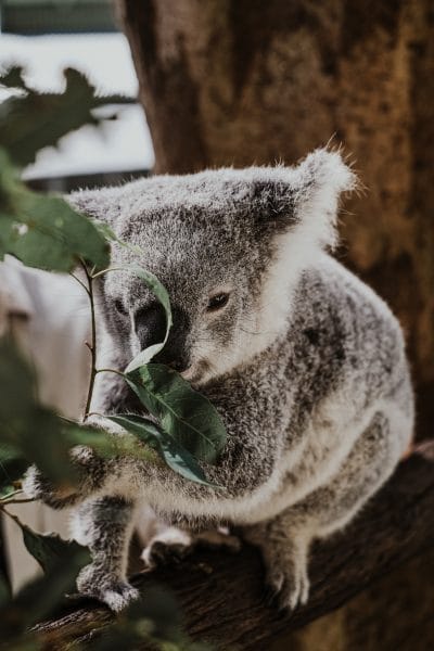 Un koala en australie